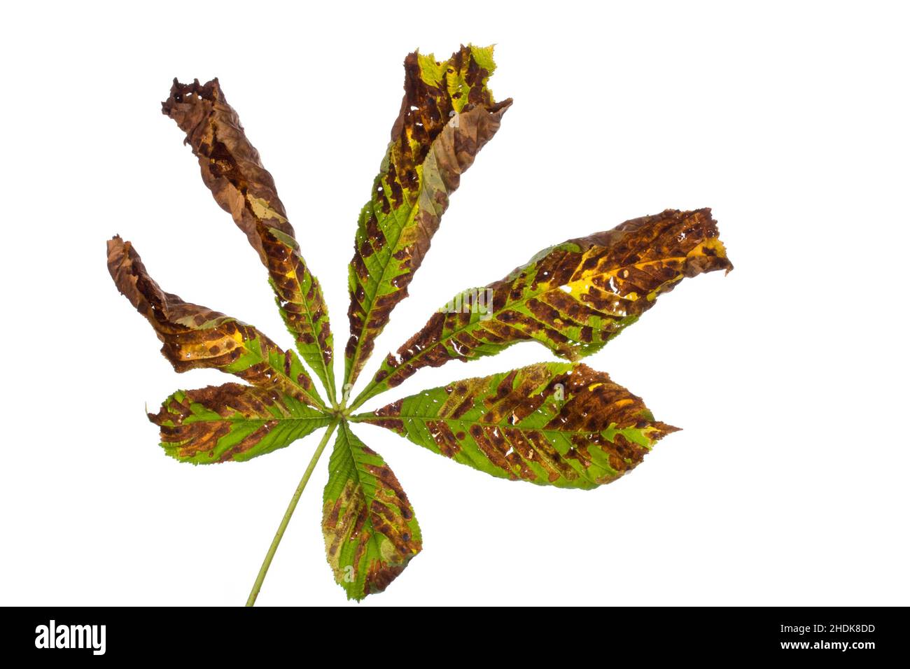 autunno, appassito, foglia di castagno, infestazione, caduta, conteredi, foglie di castagno, infestazioni Foto Stock