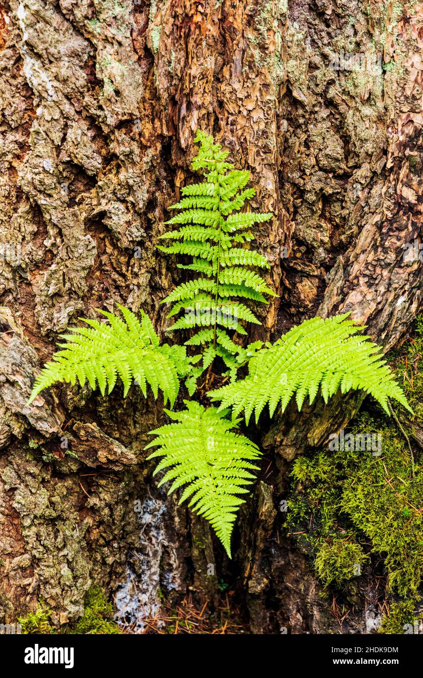 Primo piano di delicato ferno contro la corteccia di albero ruvido; Portland Japanese Gardens; Portland; Oregon; USA Foto Stock