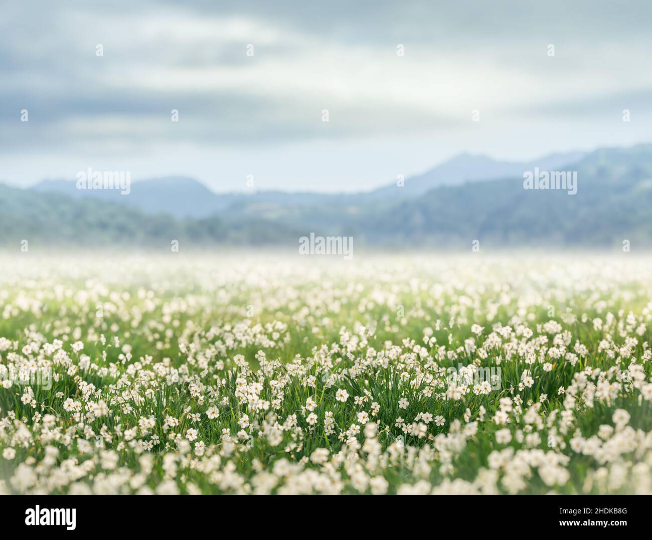 Bianco campo di naffodils in primavera Foto Stock