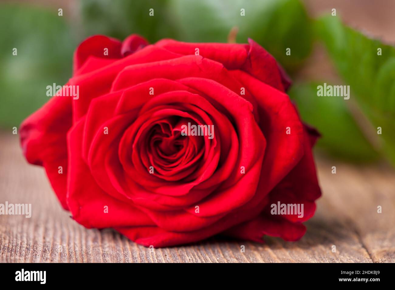 rosa rossa, rose rosse Foto Stock