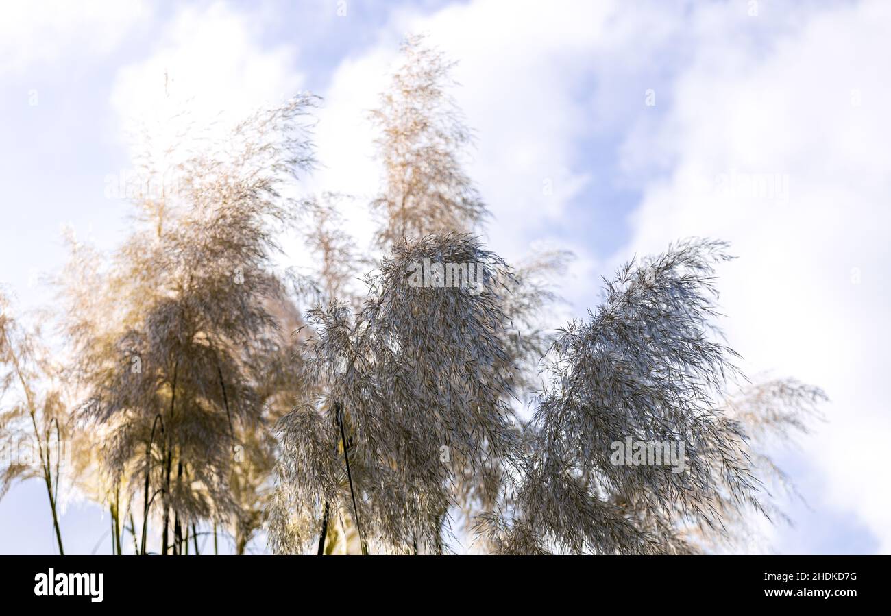 Una delle piante più belle madre natura ha da offrire, Pampas Grass così soffice e piacevole per l'occhio. Foto Stock