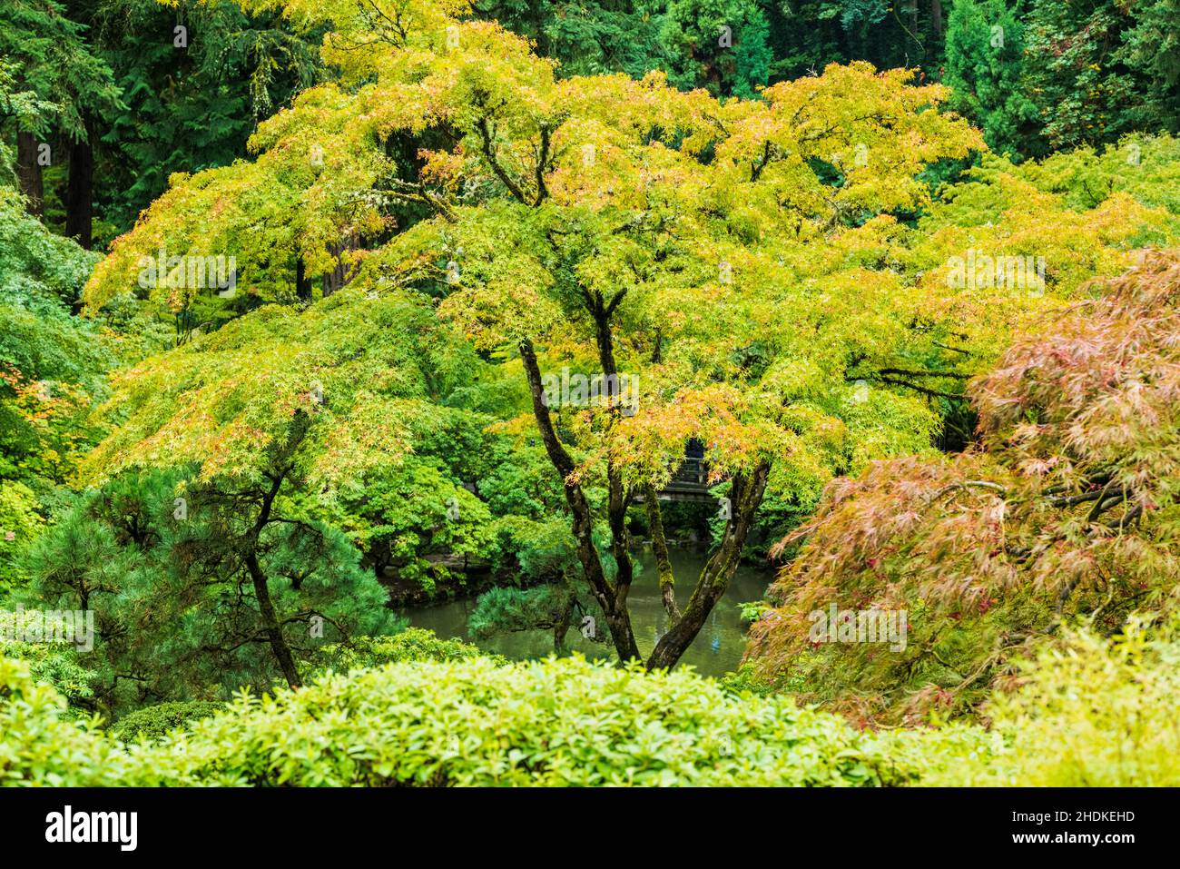 Colori autunnali; Portland Japanese Gardens; Portland; Oregon; USA Foto Stock