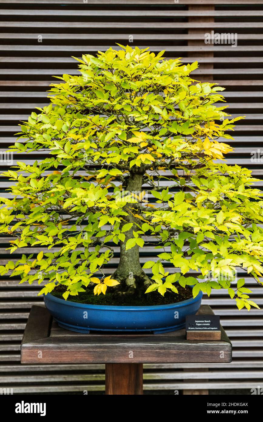 Ellie M. Hill Bonsai Terrace; Portland Japanese Gardens; Portland; Oregon; USA Foto Stock