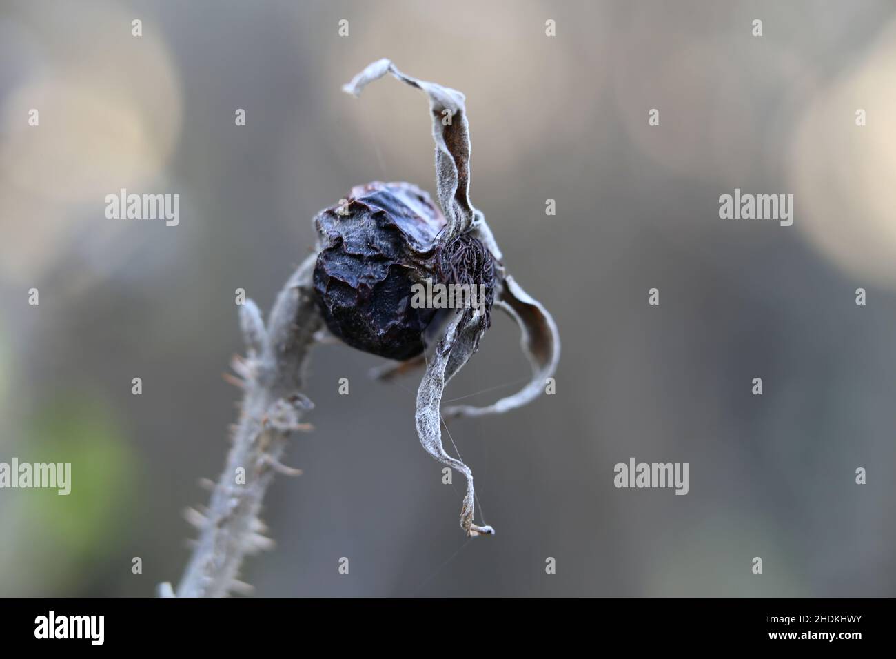 Frutti di bosco di rose grigie e secche morte con fondo neutro morbido. Fine autunno in Finlandia. Concetto di natura morente, stagioni, tristezza, morte e esaurimento. Foto Stock