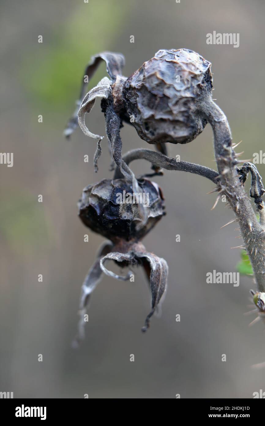 Frutti di bosco di rose grigie e secche morte con fondo neutro morbido. Fine autunno in Finlandia. Concetto di natura morente, stagioni, tristezza, morte e esaurimento. Foto Stock