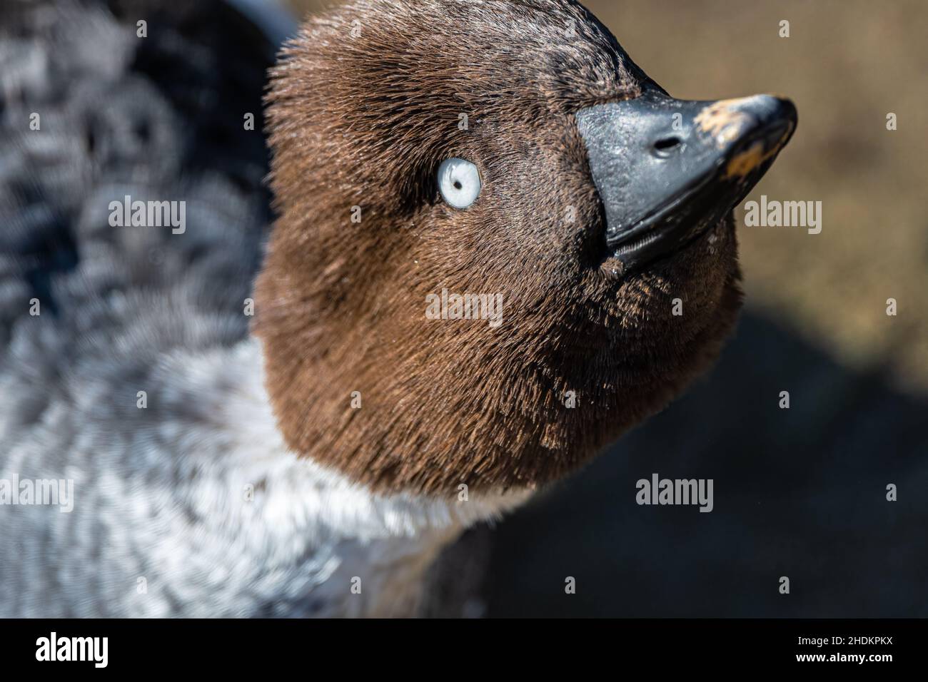 Goldeneye comune femmina (clangula Bucephala) Foto Stock