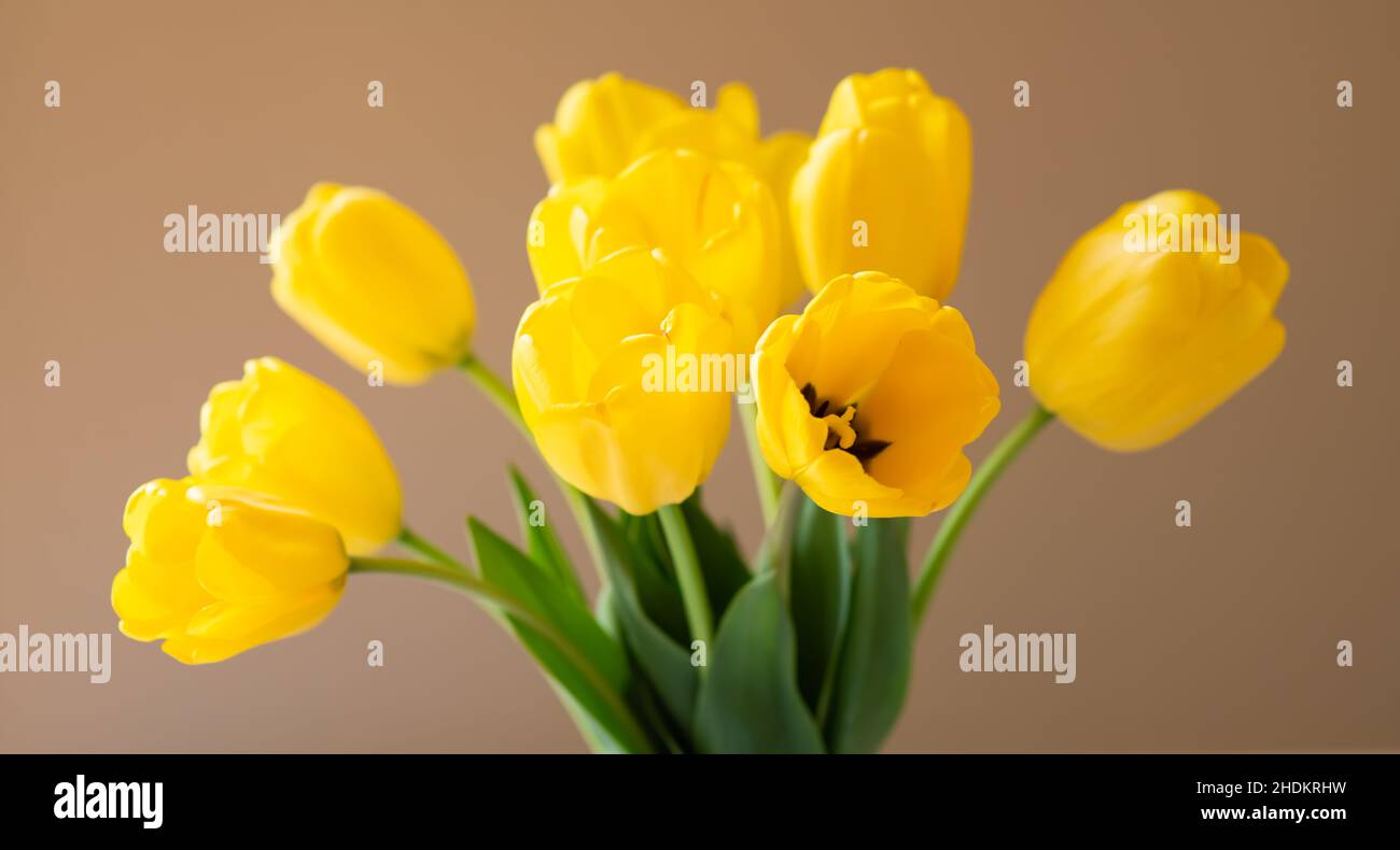 Tulipani gialli in fiore Foto Stock