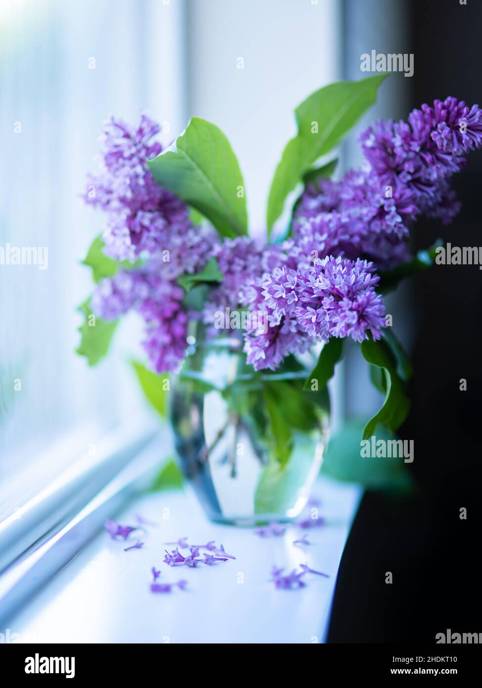 Bouquet di lilla in un vaso trasparente su un davanzale Foto Stock