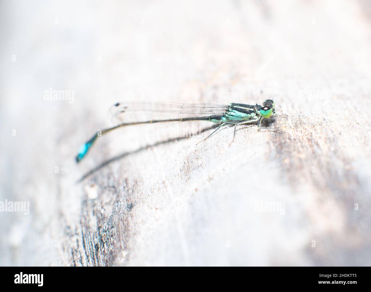 dragonfly macro posato su fiore, damigella Foto Stock