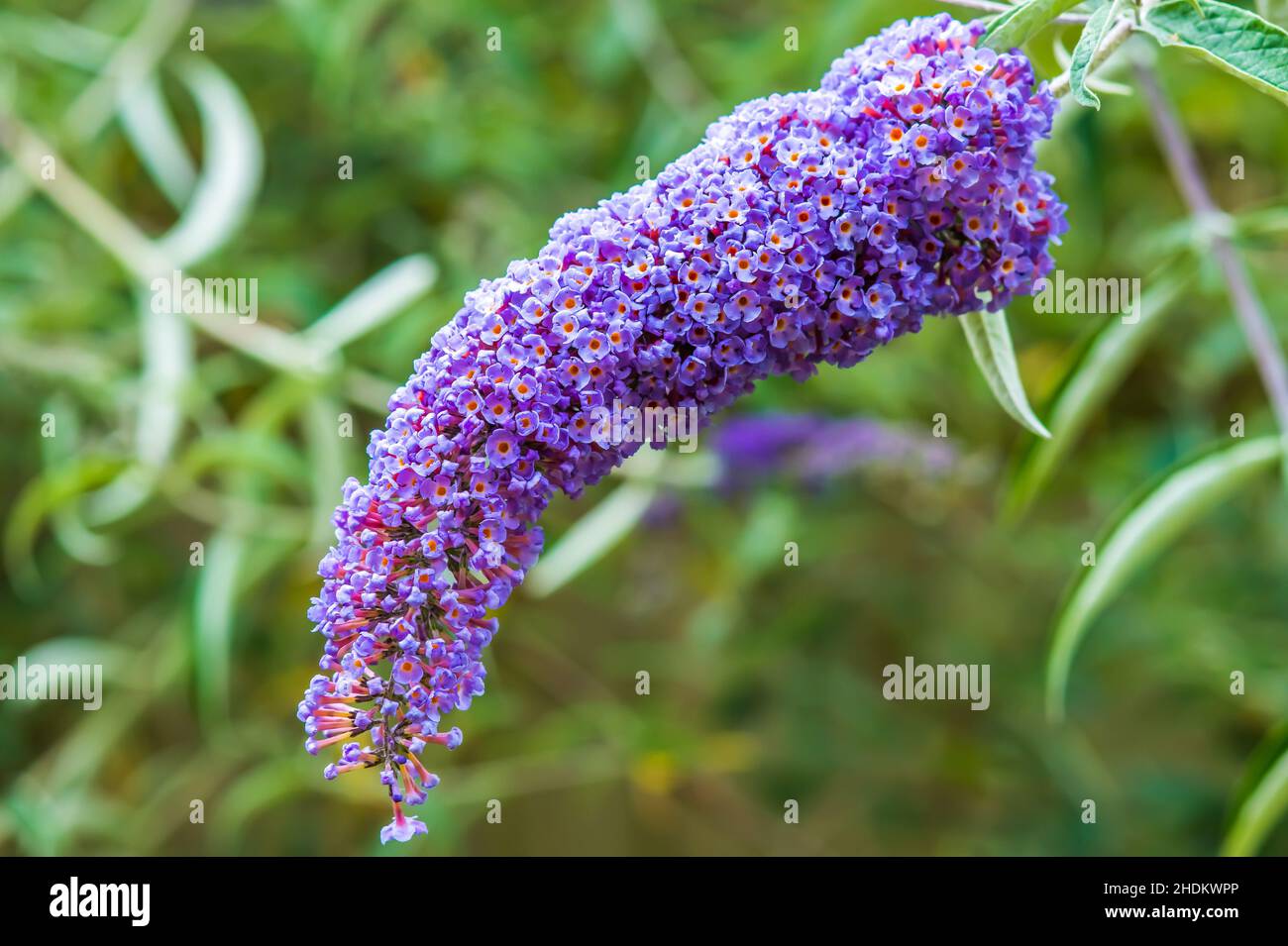 Farfalla cespuglio fiori viola in estate Foto Stock