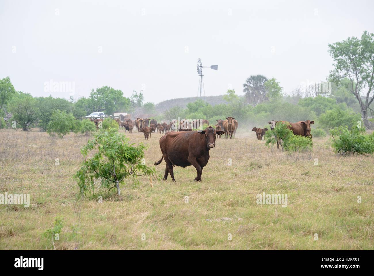 Bird watching al King Ranch in Texas Foto Stock