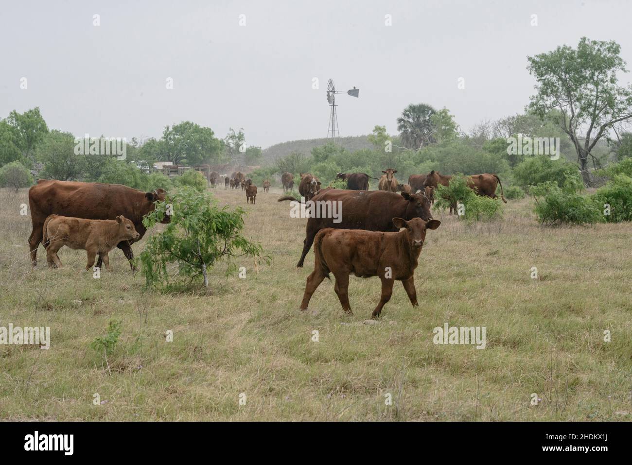 Bestiame del texas al King Ranch in Texas Foto Stock