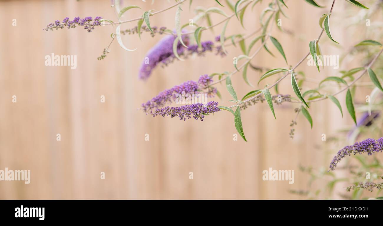 Farfalla cespuglio fiori viola in estate Foto Stock