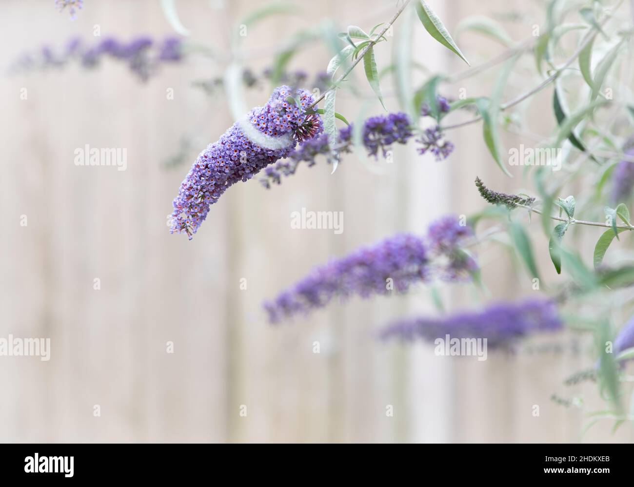 Farfalla cespuglio fiori viola in estate Foto Stock