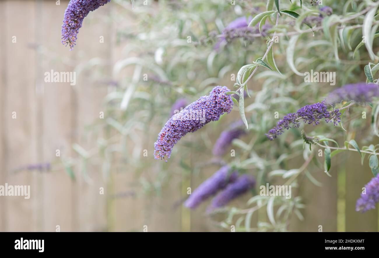 Farfalla cespuglio fiori viola in estate Foto Stock