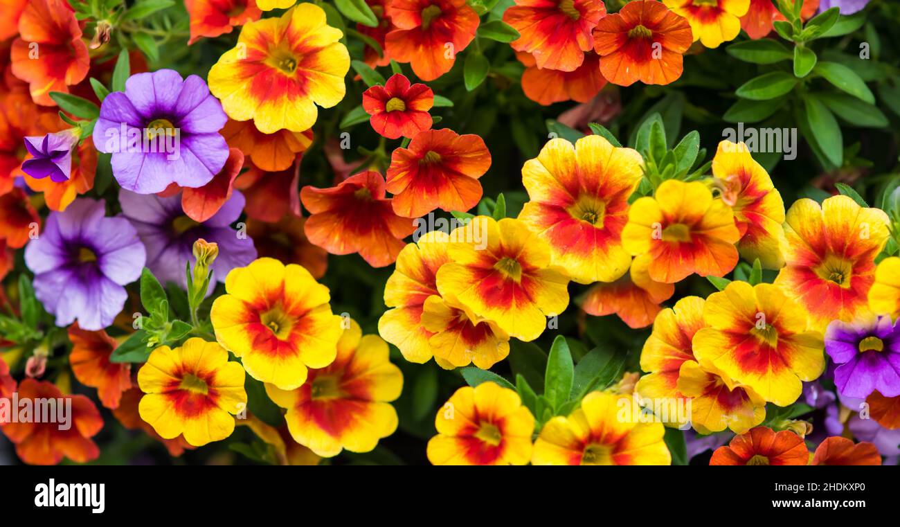 Petunia sfondo floreale con spazio per la copia del testo Foto Stock