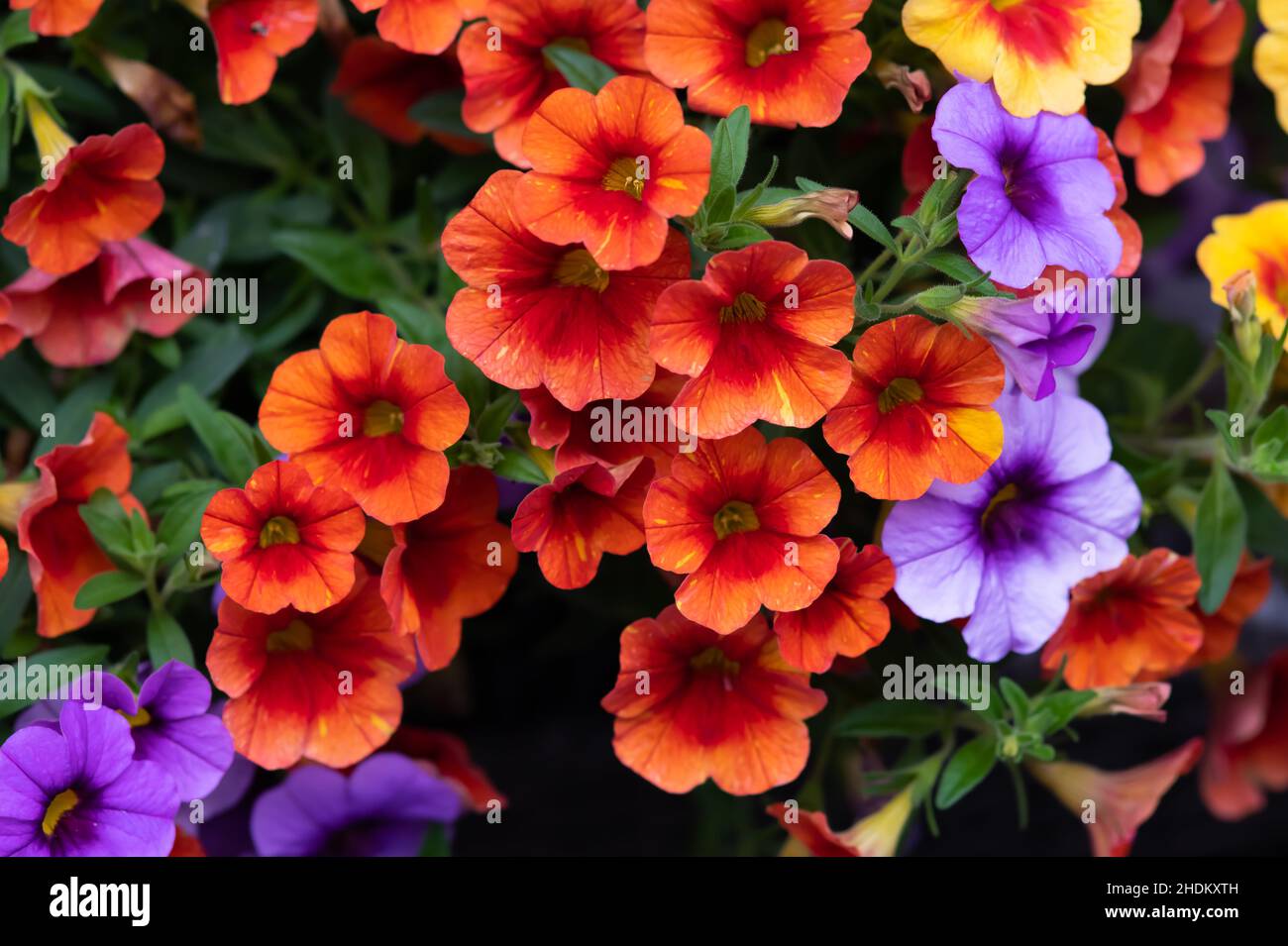 Petunia sfondo floreale con spazio per la copia del testo Foto Stock
