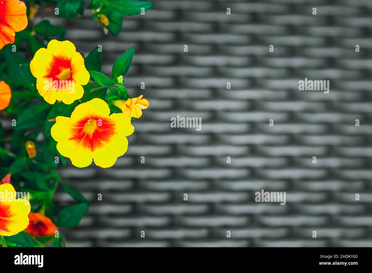 Petunia sfondo floreale con spazio per la copia del testo Foto Stock