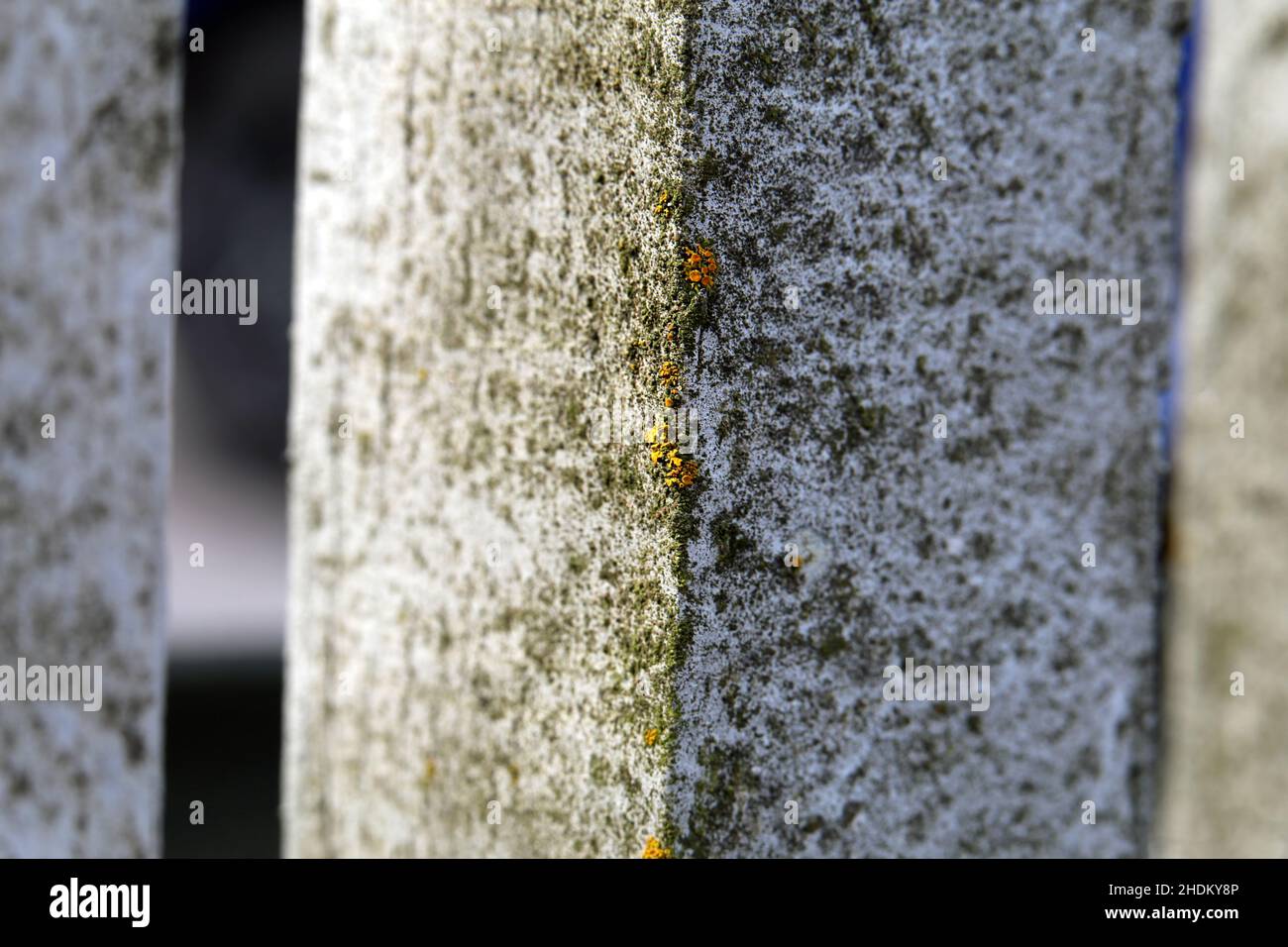 Primo piano immagine di colore di una recinzione di legno bianco con un po 'di muschio e lichene che crescono su di esso. La natura sta assumendo le strutture fabbricate. Foto Stock