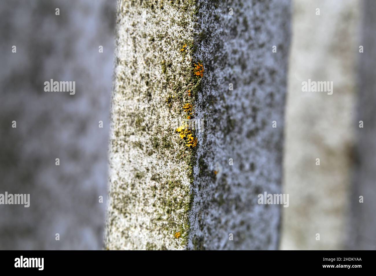 Primo piano immagine di colore di una recinzione di legno bianco con un po 'di muschio e lichene che crescono su di esso. La natura sta assumendo le strutture fabbricate. Foto Stock