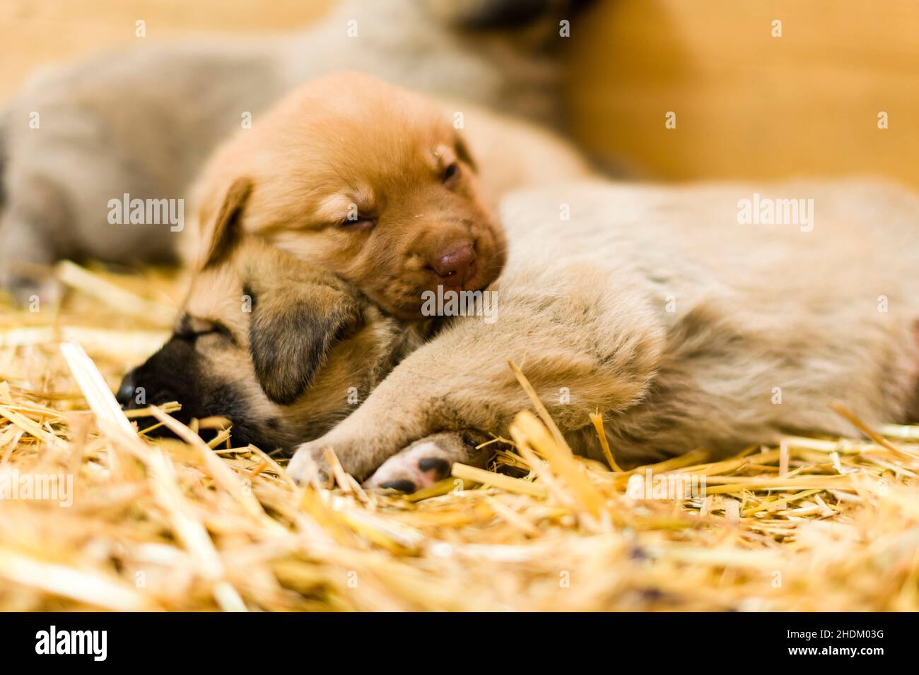 Esplorazione Digitale: Un Cucciolo Di Golden Retriever E Il Suo Incontro Con Il Cellulare Video
