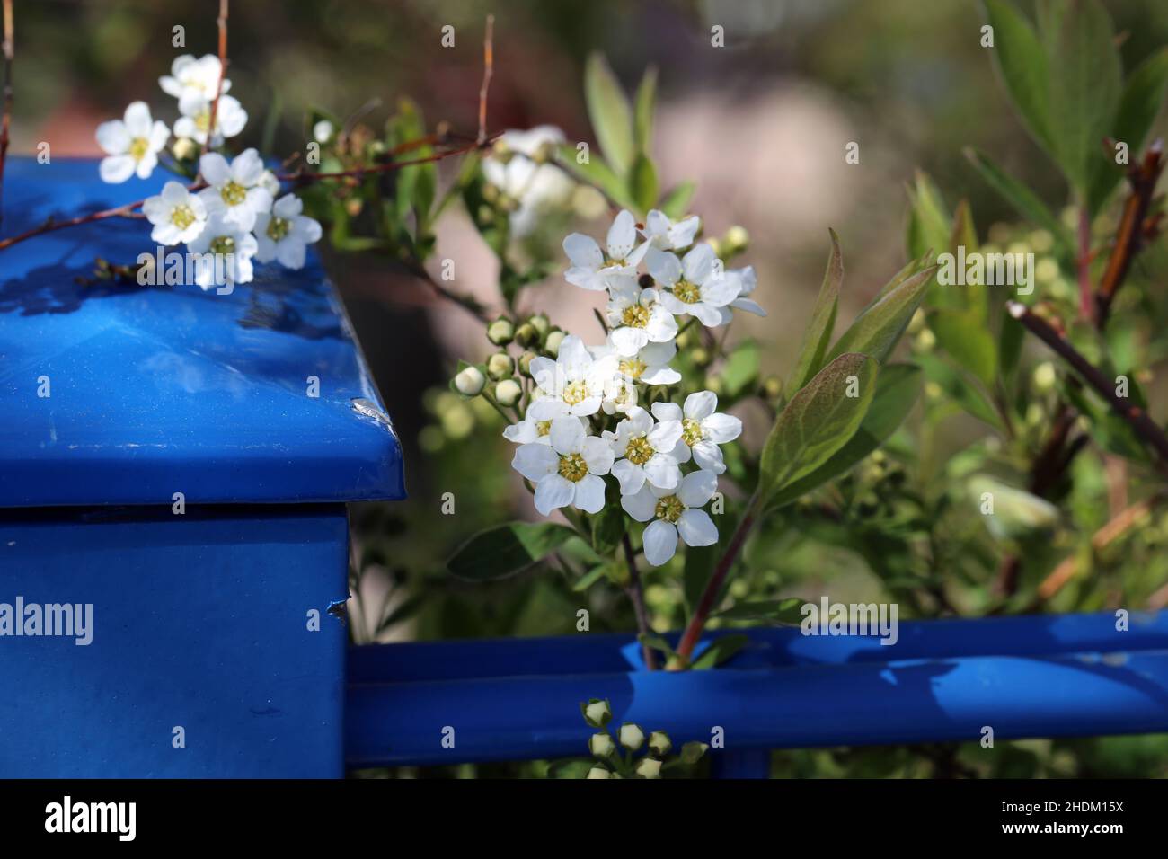 Bella bianca spiraea aka meadowdolce (fin: Pengasangervo) fiori e foglie fotografate a Espoo, Finlandia. Pianta erbacea dall'Europa. Foto Stock
