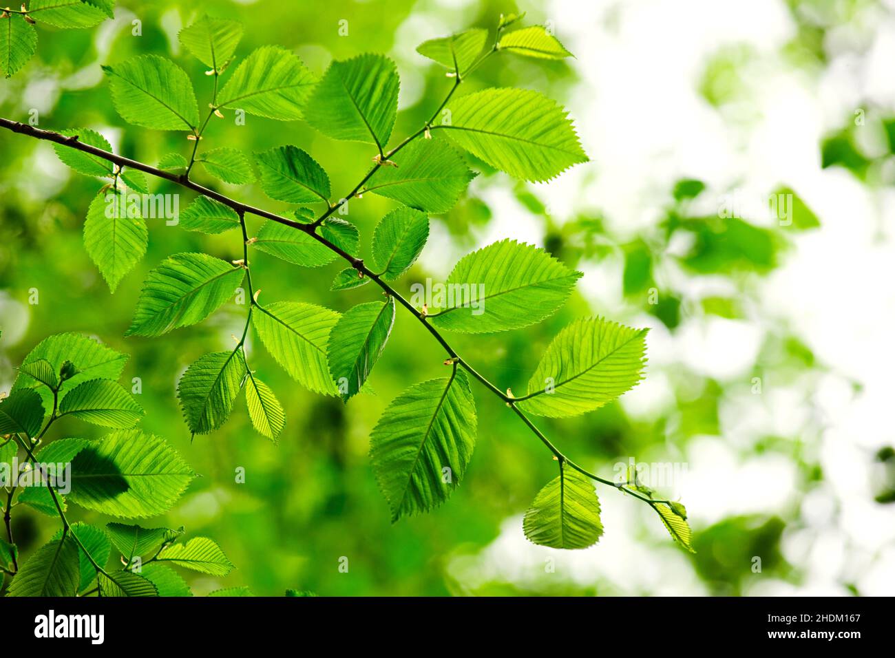 ramoscelli, elmi, foglie di elmi, ramoscelli, elmi, foglie di elm Foto Stock