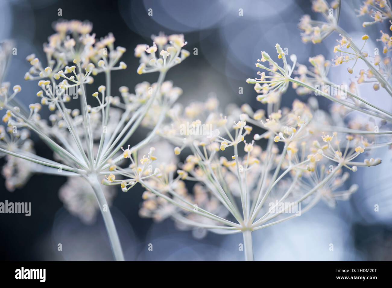 aneto, brandii Foto Stock