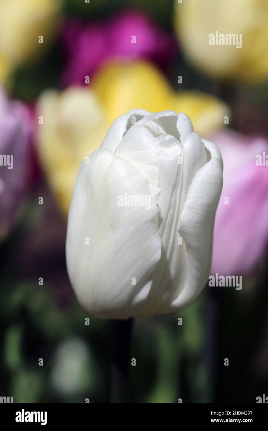 Fioriscono molti fiori gialli, rosa e bianchi tulipa gesneriana (tulipano di Gesner, pinna: Tarhatulppaani). Fotografato a Helsinki, Finlandia. Foto Stock