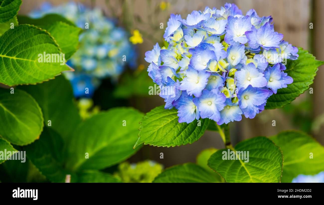 I fiori di hydrangea blu e viola si avvicinano con lo spazio di copia per il testo Foto Stock