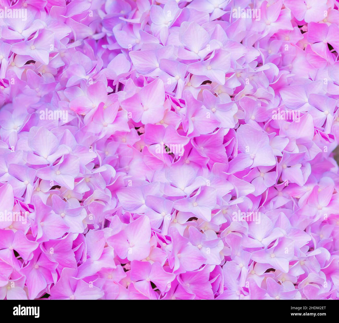 Happy Mother's Day primavera sfondo floreale con spazio per la copia del testo Foto Stock