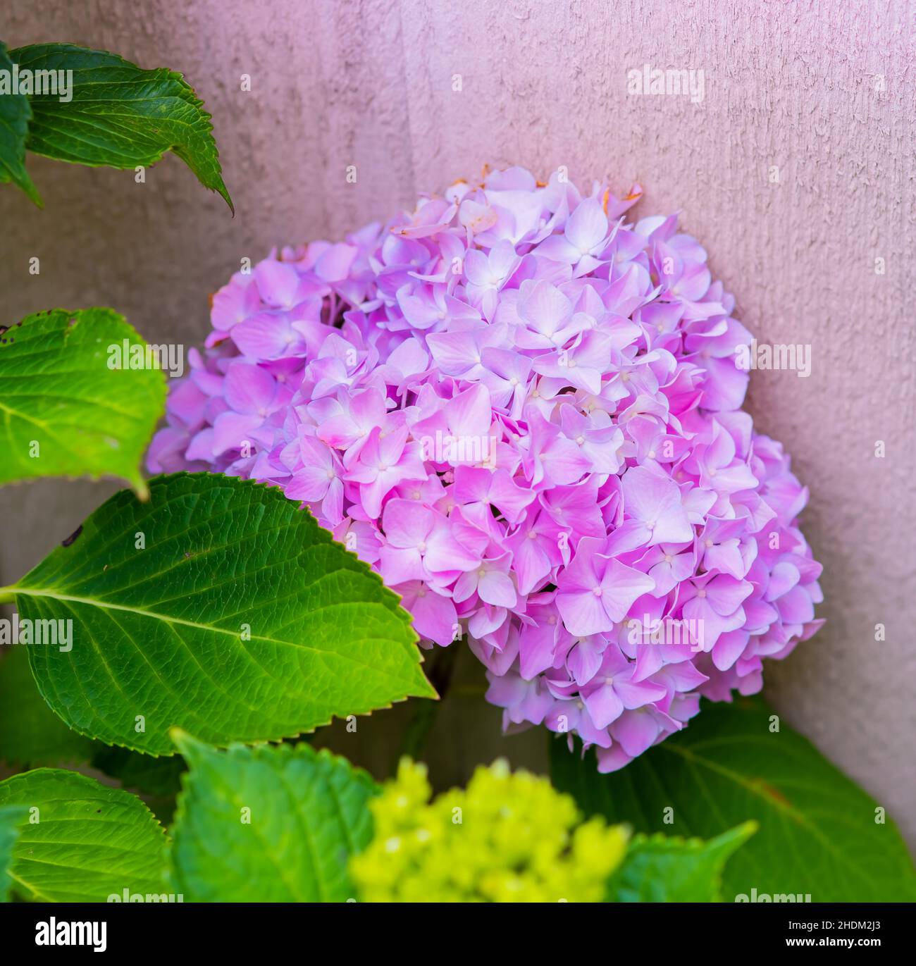 I fiori di hydrangea blu e viola si avvicinano con lo spazio di copia per il testo Foto Stock