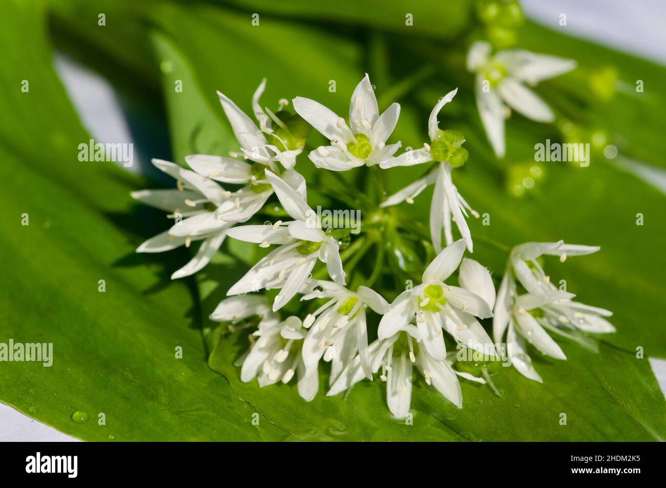 fioriscono ramson, ramsons, ramsons, ramsons Foto Stock