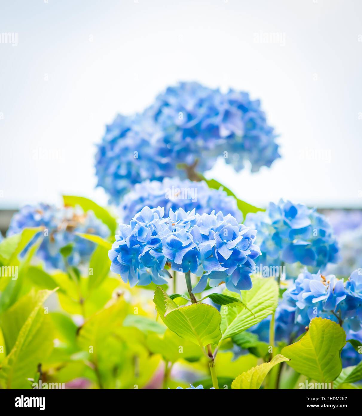 I fiori di hydrangea blu e viola si avvicinano con lo spazio di copia per il testo Foto Stock