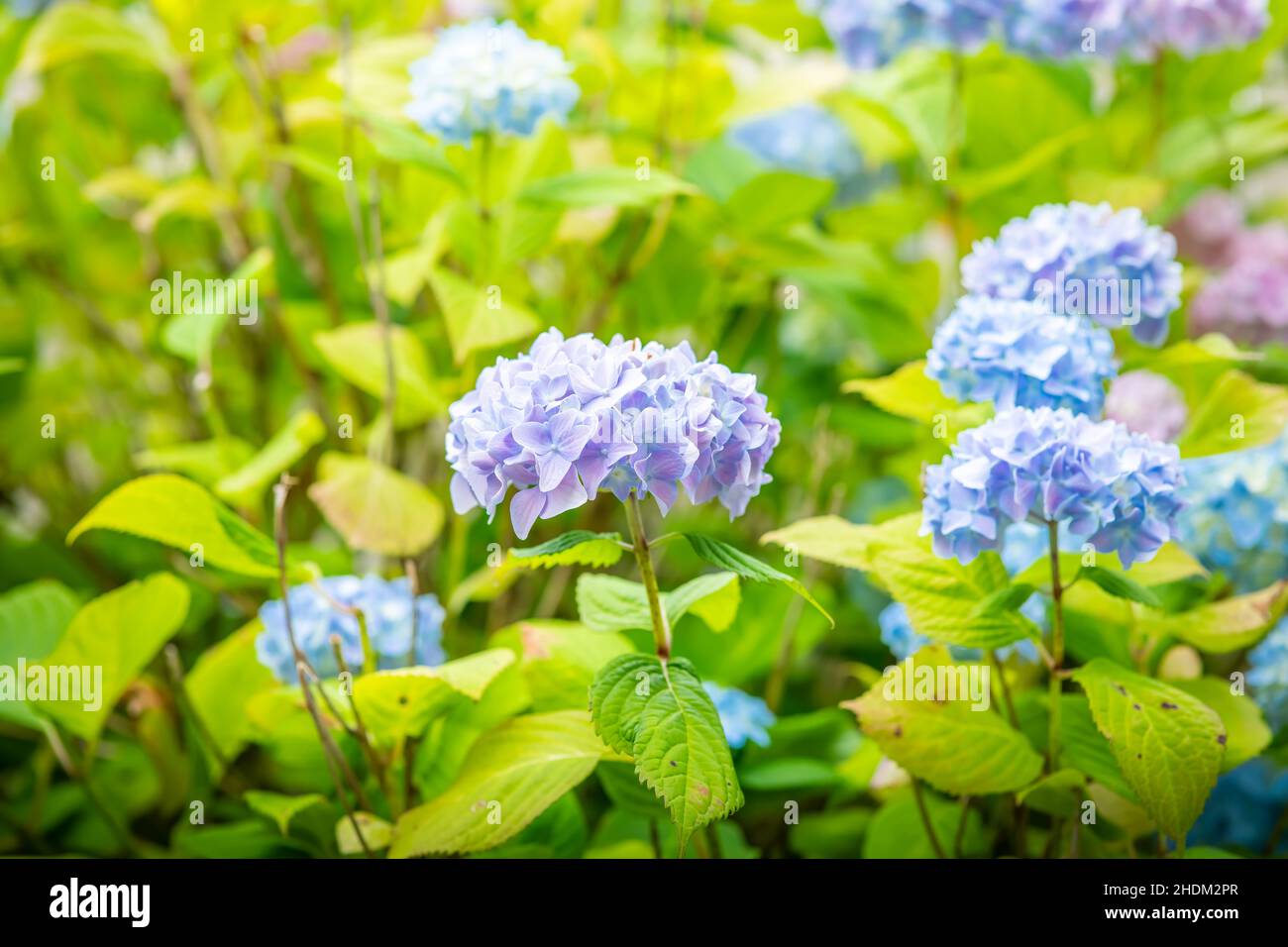 I fiori di hydrangea blu e viola si avvicinano con lo spazio di copia per il testo Foto Stock