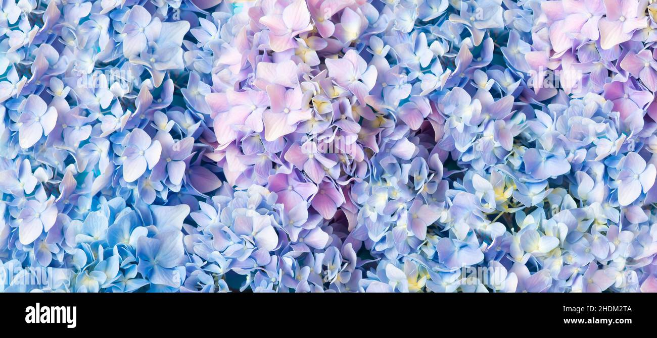 Happy Mother's Day primavera sfondo floreale con spazio per la copia del testo Foto Stock