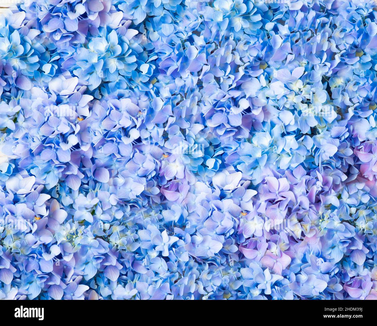 Happy Mother's Day primavera sfondo floreale con spazio per la copia del testo Foto Stock