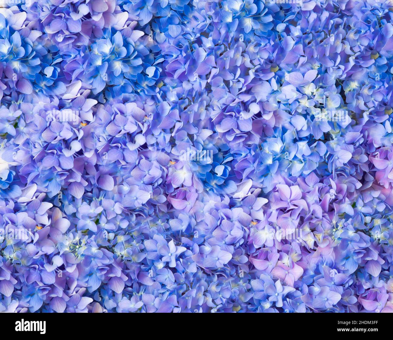 Happy Mother's Day primavera sfondo floreale con spazio per la copia del testo Foto Stock