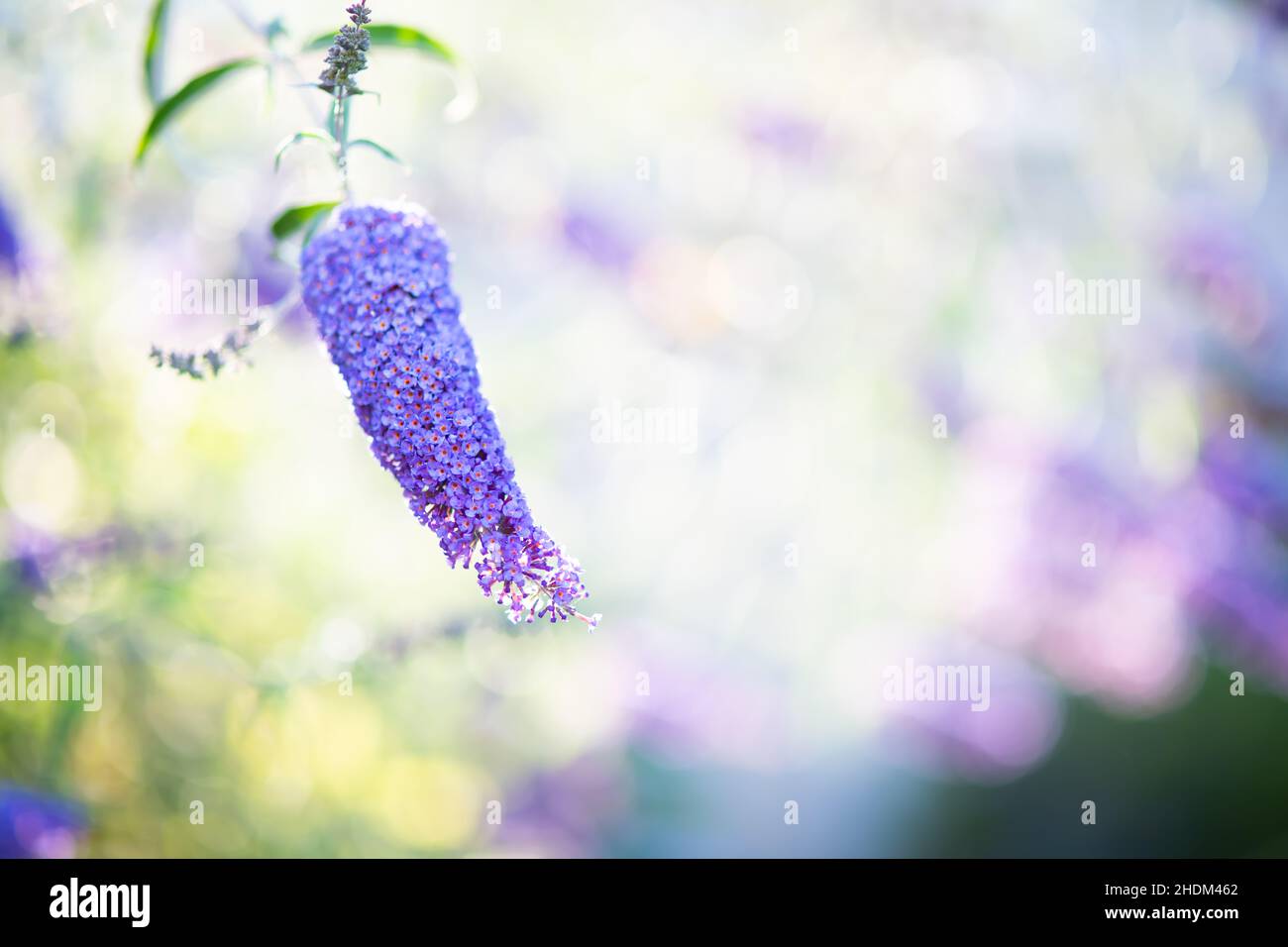 Farfalla cespuglio fiori viola in estate Foto Stock