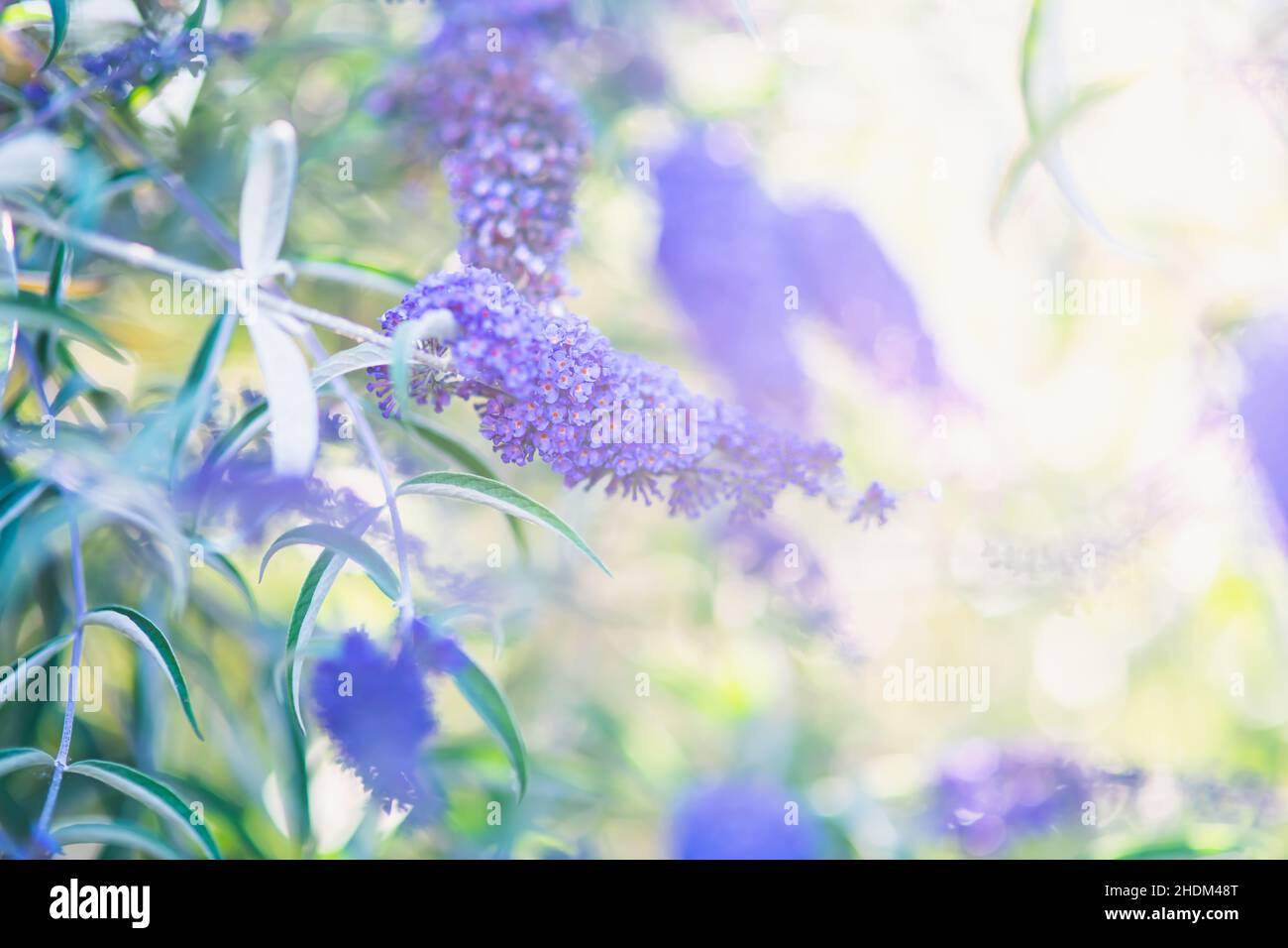 Farfalla cespuglio fiori viola in estate Foto Stock