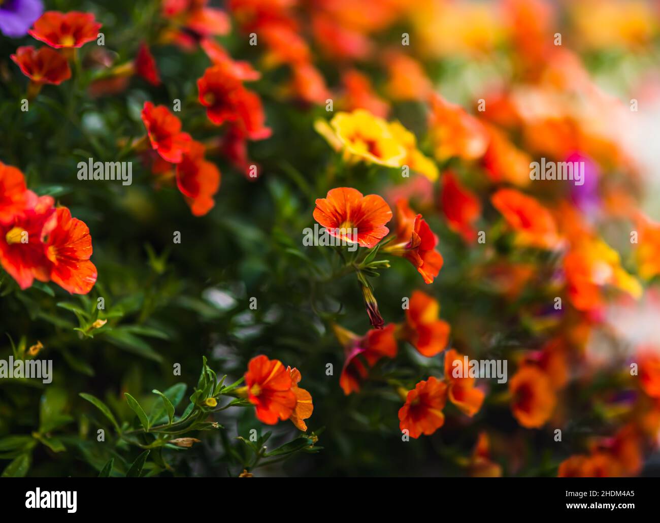 Petunia sfondo floreale con spazio per la copia del testo Foto Stock