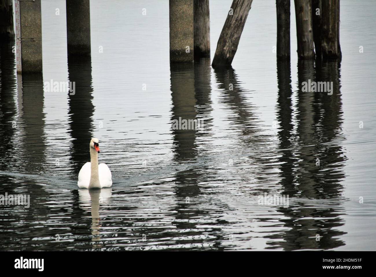 Un solo cigno nuota vicino alla riva del Lago di Bracciano, nella città di Trevignano Romano Foto Stock