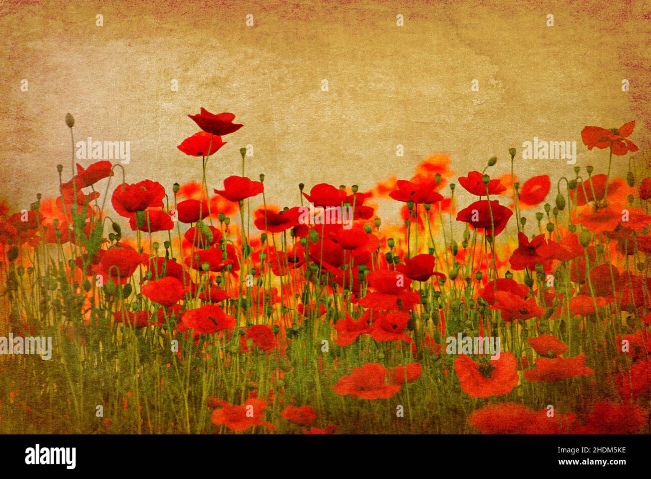 fiore di papavero, campi di papavero, foto d'arte, papavero, campo di papavero, foto d'arte Foto Stock