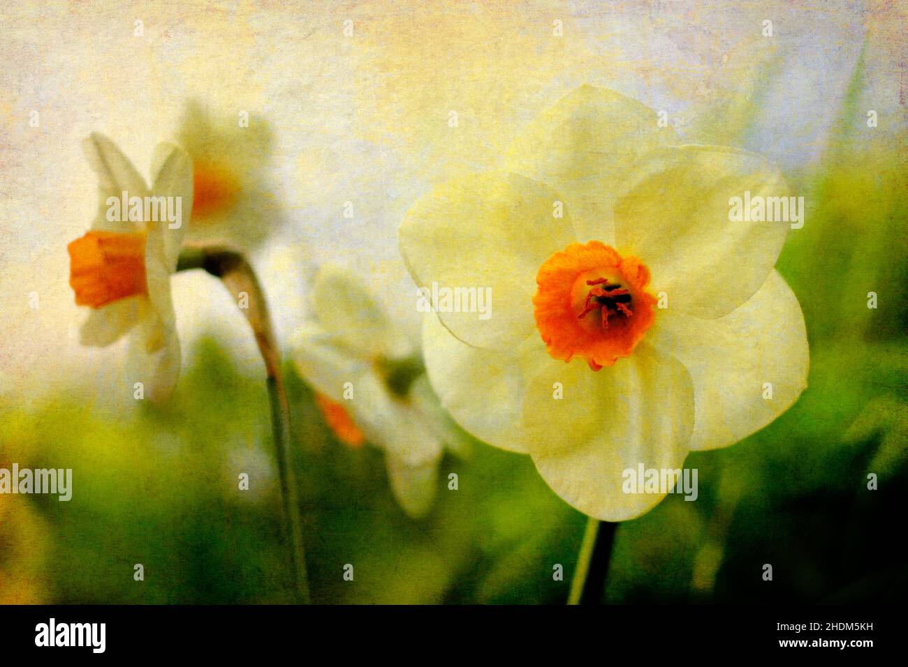 daffodils di pasqua, foto d'arte, daffodil, foto d'arte Foto Stock