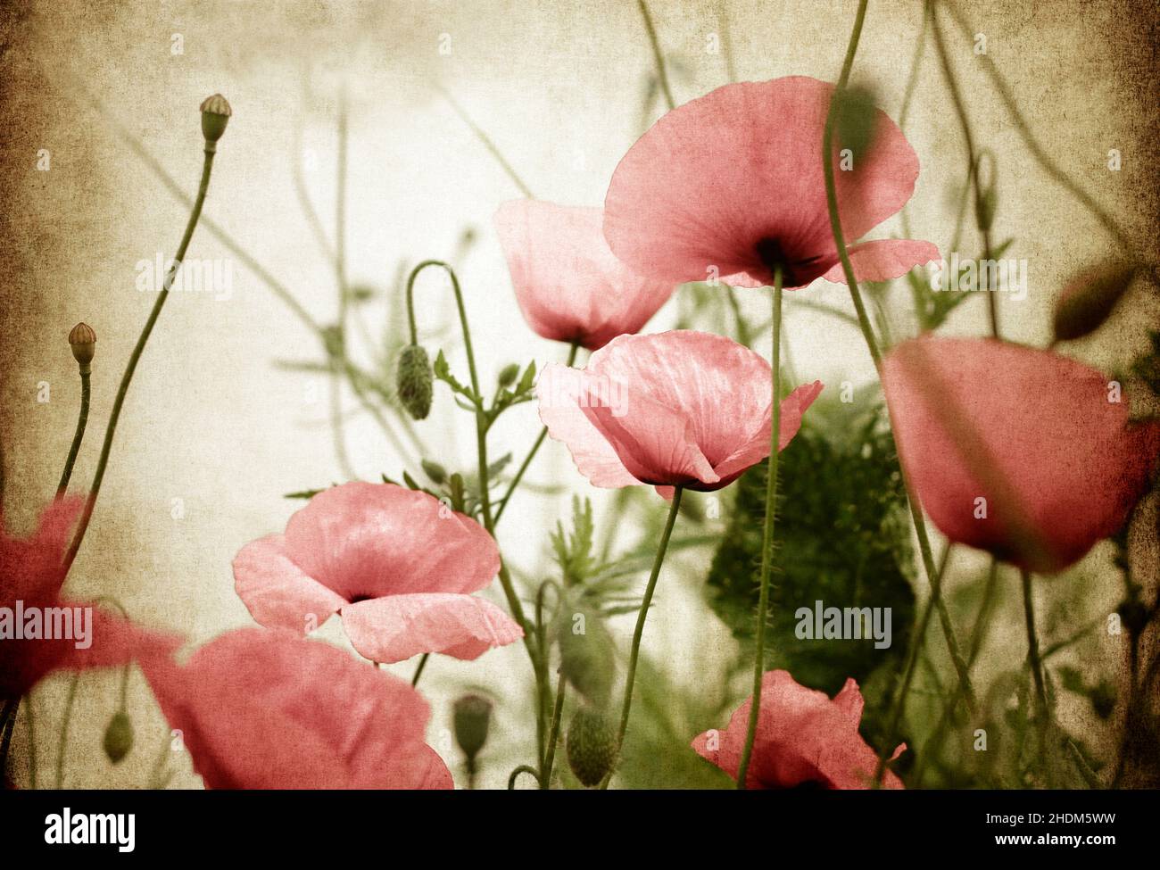 papaveri, foto d'arte, papavero, foto d'arte Foto Stock