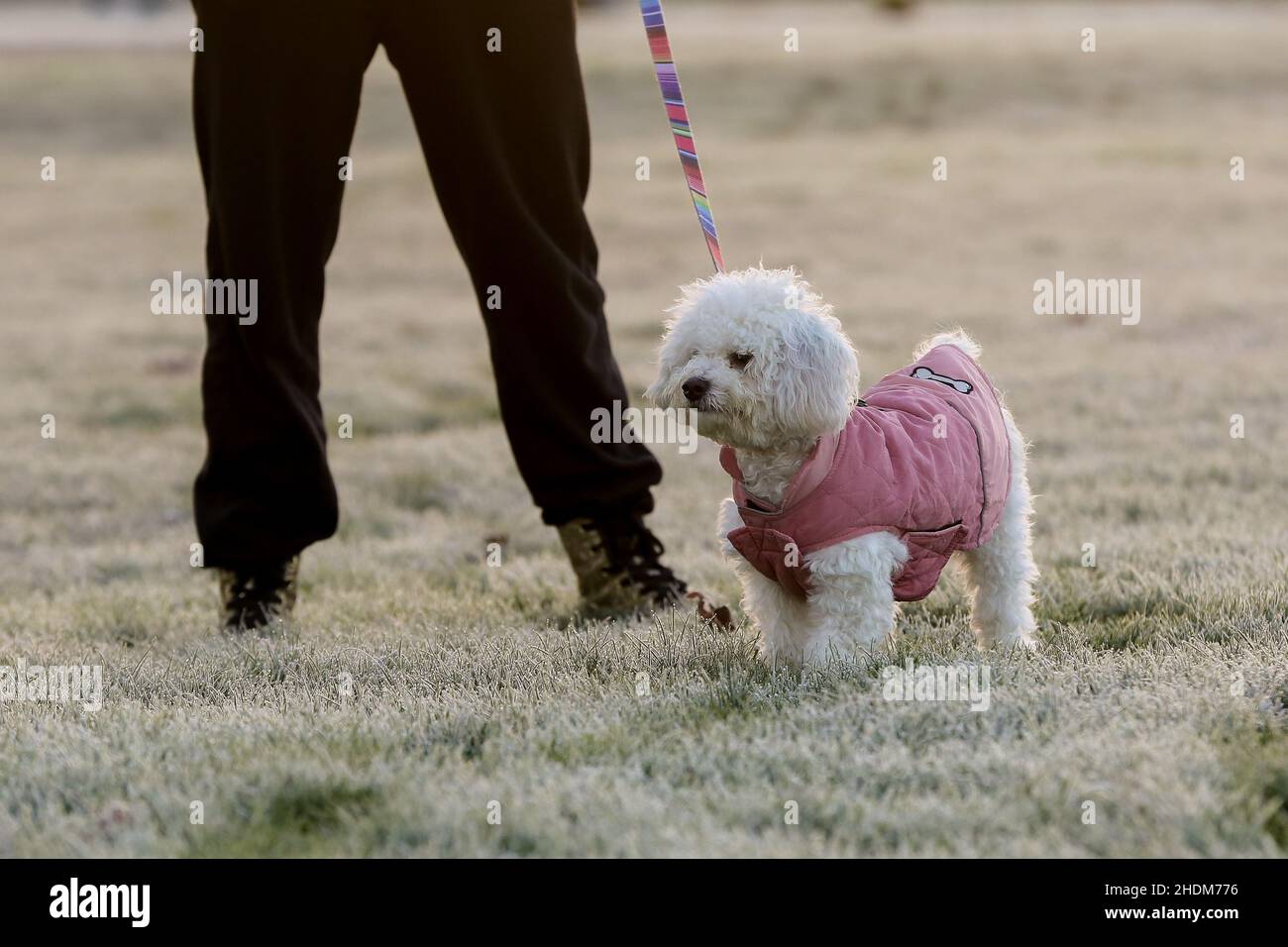 Londra, Regno Unito. 06th Jan 2022. Un cane visto in una mattinata gelida all'alba e con temperature sotto zero nella capitale. Credit: SOPA Images Limited/Alamy Live News Foto Stock