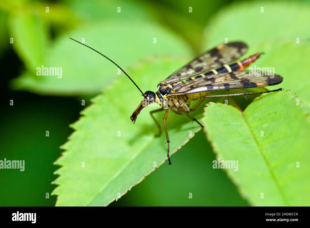 Scorpionfly comune arroccato su foglie verdi Foto Stock