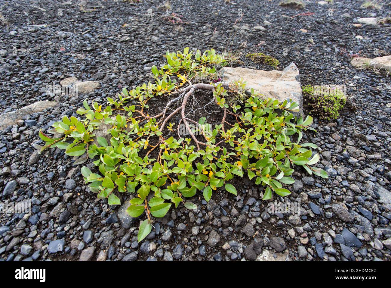 Pianta strisciante sulla terra di pietra lavica in Islanda Foto Stock