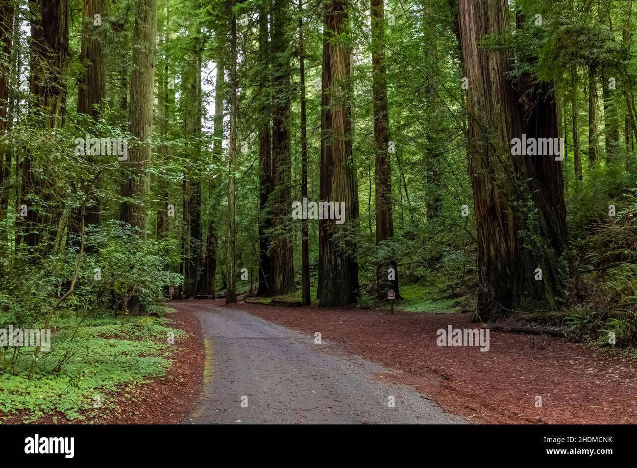 Le strutture e le strade del campeggio sono state costruite dal Civilian Conservation Corps in Jedediah Smith Redwoods state Park in Redwood National and state Par Foto Stock