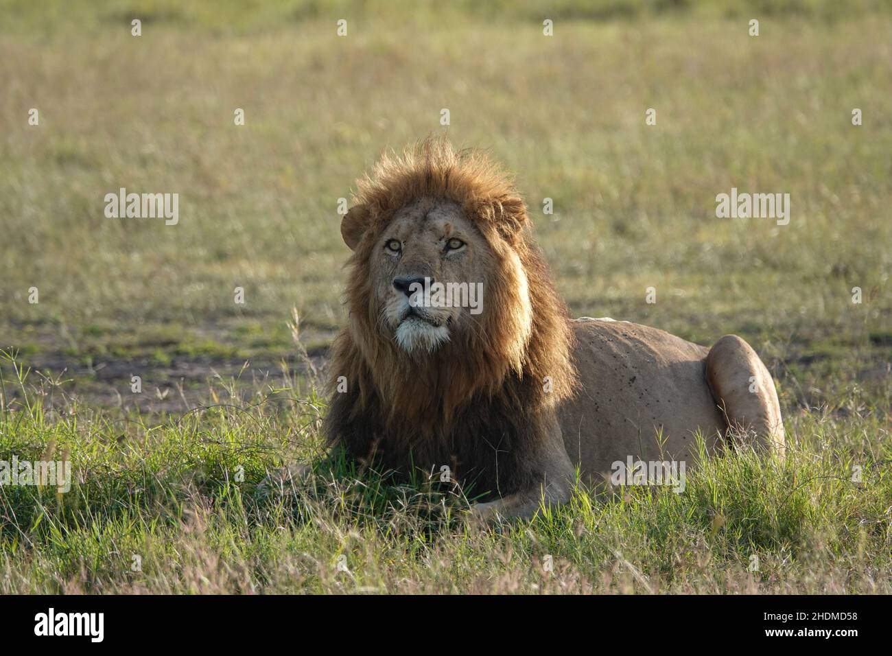 Orgoglio Paradiso dei Lions africani (Panthera leo) in attesa e saluto la leonessa orgoglio dopo aver ucciso un Wildebeeste (Connochaetes taurinus) in Foto Stock